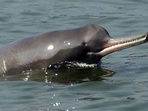 A Ganges River Dolphin.(File Photo) A Ganges River Dolphin.(File Photo)