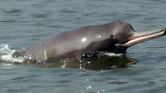 A Ganges River Dolphin.(File Photo) A Ganges River Dolphin.(File Photo)
