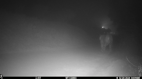 The tiger was near the control room in Rehmankheda when it was caught on camera on Friday early morning, the DFO of Awadh range said. (Sourced) The tiger was near the control room in Rehmankheda when it was caught on camera on Friday early morning, the DFO of Awadh range said. (Sourced)