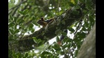 An Indian giant squirrel rests on a tree branch in the tribal village of Banagudi in Nilgiris district, India, Thursday, Sept. 26, 2024. (AP Photo/Aijaz Rahi) (AP) An Indian giant squirrel rests on a tree branch in the tribal village of Banagudi in Nilgiris district, India, Thursday, Sept. 26, 2024. (AP Photo/Aijaz Rahi) (AP)