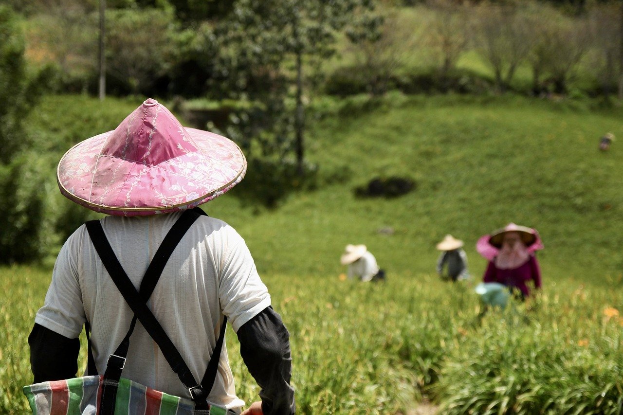 National Farmers' Day commemorates Charan Singh's legacy in promoting agricultural development.(Pixabay) National Farmers' Day commemorates Charan Singh's legacy in promoting agricultural development.(Pixabay)