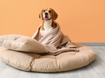 Create a cozy haven for your furry friends with soft blankets, snug beds, and love. Create a cozy haven for your furry friends with soft blankets, snug beds, and love.