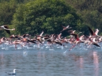 The order has stalled projects around the flamingo bird sanctuaries in Thane and Navi Mumbai. (Pratik Chorge/HT Photo) The order has stalled projects around the flamingo bird sanctuaries in Thane and Navi Mumbai. (Pratik Chorge/HT Photo)