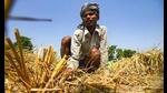 The pink stem borer infested the fields where the traditional practice of burning paddy stubble was avoided, the farmers had alleged. (HT File) The pink stem borer infested the fields where the traditional practice of burning paddy stubble was avoided, the farmers had alleged. (HT File)