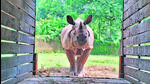 11-year-old one-horned rhinoceros Dharmendra. (Courtesy: NZP) 11-year-old one-horned rhinoceros Dharmendra. (Courtesy: NZP)