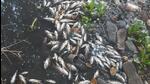 In second such incident in two weeks, many dead fish were found in Ram Nadi near Mula confluence in Baner on Friday. (HT) In second such incident in two weeks, many dead fish were found in Ram Nadi near Mula confluence in Baner on Friday. (HT)