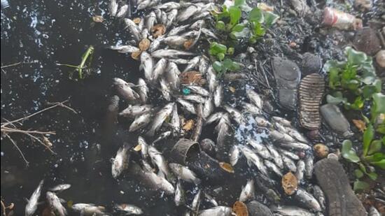 In second such incident in two weeks, many dead fish were found in Ram Nadi near Mula confluence in Baner on Friday. (HT) In second such incident in two weeks, many dead fish were found in Ram Nadi near Mula confluence in Baner on Friday. (HT)