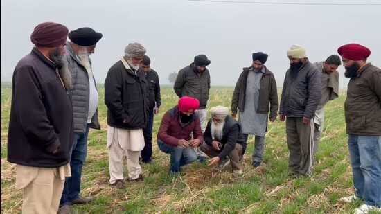 Officials of agriculture dept inspect a field at Kokri Kalan village in Moga on Friday (HT Photo) Officials of agriculture dept inspect a field at Kokri Kalan village in Moga on Friday (HT Photo)