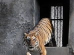 The deaths of three tigers and a sub-adult leopard at the Gorewada Wildlife Rescue Centre (GRC) prompted the Wildlife Research and Training Centre (WRTC) to issue a statewide advisory. Representative Image. (Photo by Harsimar Pal Singh/Hindustan Times) The deaths of three tigers and a sub-adult leopard at the Gorewada Wildlife Rescue Centre (GRC) prompted the Wildlife Research and Training Centre (WRTC) to issue a statewide advisory. Representative Image. (Photo by Harsimar Pal Singh/Hindustan Times)
