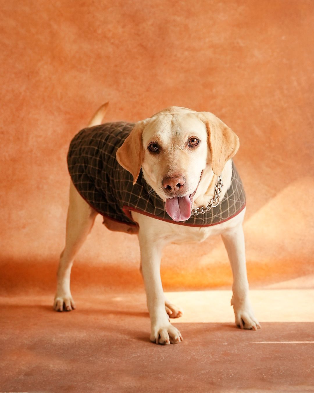 Eva is a 2-year-old female Labrador who quickly settles with love and care. Eva is a 2-year-old female Labrador who quickly settles with love and care.