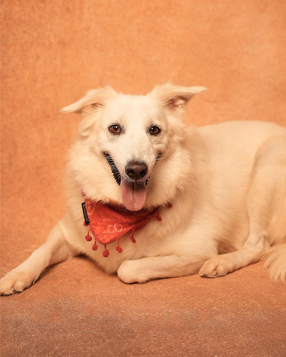 Maria is a 2.5-year-old loving Indie-Pom mix who is leash-trained and absolutely loves her walks. Maria is a 2.5-year-old loving Indie-Pom mix who is leash-trained and absolutely loves her walks.