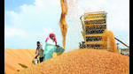 A higher wheat output was expected to help tame elevated food prices. (PTI/Representative) A higher wheat output was expected to help tame elevated food prices. (PTI/Representative)
