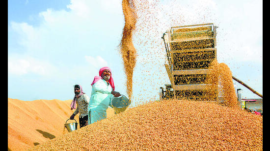 A higher wheat output was expected to help tame elevated food prices. (PTI/Representative) A higher wheat output was expected to help tame elevated food prices. (PTI/Representative)