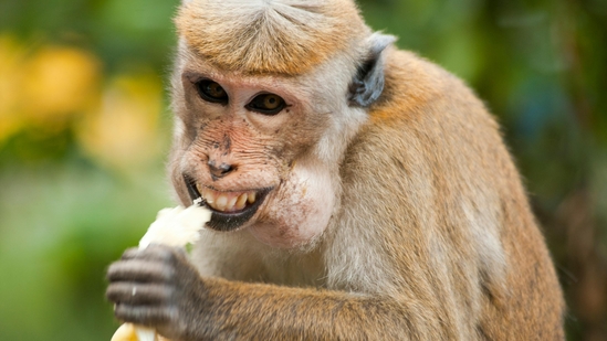 The monkey reportedly took two bananas from the child's bag at Singapore Zoo. (Representaional image/Pexels) The monkey reportedly took two bananas from the child's bag at Singapore Zoo. (Representaional image/Pexels)