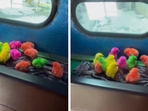 The chicks were nestled in the back of the auto.(X/@moge_oye) The chicks were nestled in the back of the auto.(X/@moge_oye)