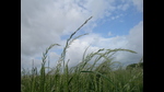 Glyphosate-resistance Italian ryegrass has been found on a farm in Kent (John Cussans/Adas) Glyphosate-resistance Italian ryegrass has been found on a farm in Kent (John Cussans/Adas)
