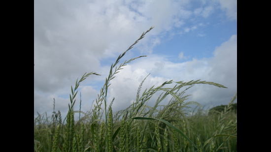 Glyphosate-resistance Italian ryegrass has been found on a farm in Kent (John Cussans/Adas) Glyphosate-resistance Italian ryegrass has been found on a farm in Kent (John Cussans/Adas)