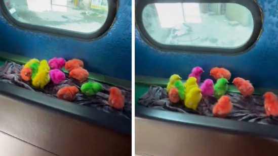 The chicks were nestled in the back of the auto.(X/@moge_oye) The chicks were nestled in the back of the auto.(X/@moge_oye)