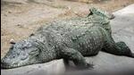 There are chances of presence of more crocodiles in the pond. (Representative file photo) There are chances of presence of more crocodiles in the pond. (Representative file photo)
