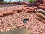Ajit Pawar urged the BJP-led Centre to remove the export duty and provide relief to onion farmers. Pawar had written to Union commerce minister Piyush Goyal, highlighting the challenges faced by growers in Nashik, one of India’s largest onion-producing regions. (HT PHOTO) Ajit Pawar urged the BJP-led Centre to remove the export duty and provide relief to onion farmers. Pawar had written to Union commerce minister Piyush Goyal, highlighting the challenges faced by growers in Nashik, one of India’s largest onion-producing regions. (HT PHOTO)