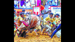 People try to tame a bull as they participate in the Jallikattu event as part of Pongal celebrations, at Avaniyapuram in Madurai district, Tamil Nadu, on Tuesday. (PTI) People try to tame a bull as they participate in the Jallikattu event as part of Pongal celebrations, at Avaniyapuram in Madurai district, Tamil Nadu, on Tuesday. (PTI)