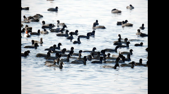 Flock of Eurasian Coot (HT photo) Flock of Eurasian Coot (HT photo)