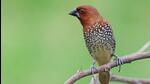 Scaly-breasted munia. Scaly-breasted munia.