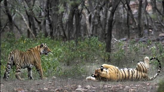 A team of RESQ Charitable Trust, part of the squad involved in tracking the tiger that travelled the long distance, will lead the relocation project. (AP (PIC FOR REPRESENTATION)) A team of RESQ Charitable Trust, part of the squad involved in tracking the tiger that travelled the long distance, will lead the relocation project. (AP (PIC FOR REPRESENTATION))