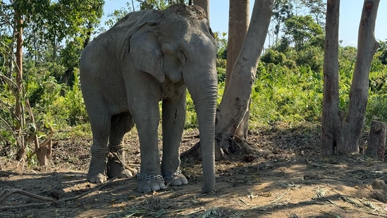 The elephants have endured years of abuse and forced labor. The elephants have endured years of abuse and forced labor.