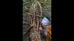 However, states with multi-feed distilleries are producing ethanol year-round using alternative grains. (REPRESENTATIVE PIC) However, states with multi-feed distilleries are producing ethanol year-round using alternative grains. (REPRESENTATIVE PIC)