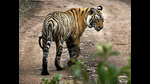 The study said that the area where tigers are found increased from 66,389 sq km in 2002 to 99,516 sq km in 2018 with 45% of the growth in area recorded between 2014 and 2018. (AP PHOTO) The study said that the area where tigers are found increased from 66,389 sq km in 2002 to 99,516 sq km in 2018 with 45% of the growth in area recorded between 2014 and 2018. (AP PHOTO)