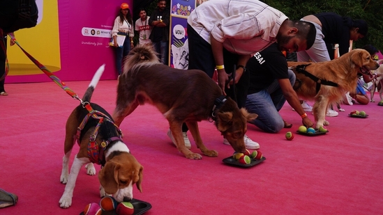 Pets participating in a fun activity in a previous edition of Pet Fed Pets participating in a fun activity in a previous edition of Pet Fed