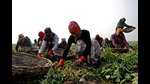 Farm labourers harvest potatoes at a field in Subhri village, in the northern state of Haryana, India, February 1, 2025. REUTERS/Bhawika Chhabra (REUTERS) Farm labourers harvest potatoes at a field in Subhri village, in the northern state of Haryana, India, February 1, 2025. REUTERS/Bhawika Chhabra (REUTERS)