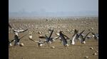 This year, the annual water bird count at Pong Dam Lake Wildlife Sanctuary was conducted on February 1, with the participation of more than 100 personnel from the Himachal Pradesh Forest Department (wildlife wing), Bombay Natural History Society (BNHS), WII, bird enthusiasts, and local residents. (HT Photo) This year, the annual water bird count at Pong Dam Lake Wildlife Sanctuary was conducted on February 1, with the participation of more than 100 personnel from the Himachal Pradesh Forest Department (wildlife wing), Bombay Natural History Society (BNHS), WII, bird enthusiasts, and local residents. (HT Photo)