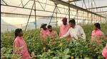 Growers are expecting 25% dip in rose exports ahead of Valentine’s Day this year due to increased freight rates and a warmer winter. (HT) Growers are expecting 25% dip in rose exports ahead of Valentine’s Day this year due to increased freight rates and a warmer winter. (HT)