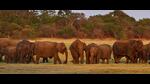 The elephant is believed to have separated from its herd following a natural corridor. (HT PHOTO/ Representative) The elephant is believed to have separated from its herd following a natural corridor. (HT PHOTO/ Representative)