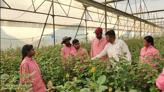 Growers are expecting 25% dip in rose exports ahead of Valentine’s Day this year due to increased freight rates and a warmer winter. (HT) Growers are expecting 25% dip in rose exports ahead of Valentine’s Day this year due to increased freight rates and a warmer winter. (HT)