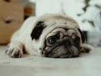 Healthy diets key to preventing diabetes and hypertension in pets, expert says. (Unsplash) Healthy diets key to preventing diabetes and hypertension in pets, expert says. (Unsplash)