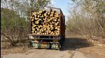 The affidavit was submitted in the wake of a massive illegal deforestation case observed at a closed factory spread across nearly 63 hectares in Greater Noida’s Surajpur, where around 1,000 fully grown trees were felled without required permissions in June 2024. (HT Photo) The affidavit was submitted in the wake of a massive illegal deforestation case observed at a closed factory spread across nearly 63 hectares in Greater Noida’s Surajpur, where around 1,000 fully grown trees were felled without required permissions in June 2024. (HT Photo)