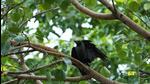 This January, there was a 100% rise in cases of birds with manja injuries. (REPRESENTATIVE PHOTO) This January, there was a 100% rise in cases of birds with manja injuries. (REPRESENTATIVE PHOTO)