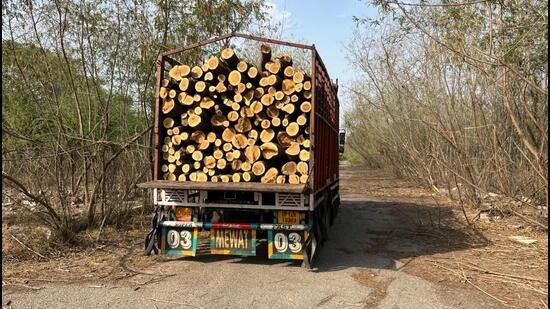 The affidavit was submitted in the wake of a massive illegal deforestation case observed at a closed factory spread across nearly 63 hectares in Greater Noida’s Surajpur, where around 1,000 fully grown trees were felled without required permissions in June 2024. (HT Photo) The affidavit was submitted in the wake of a massive illegal deforestation case observed at a closed factory spread across nearly 63 hectares in Greater Noida’s Surajpur, where around 1,000 fully grown trees were felled without required permissions in June 2024. (HT Photo)