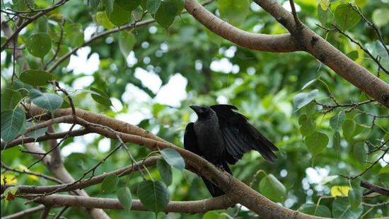 This January, there was a 100% rise in cases of birds with manja injuries. (REPRESENTATIVE PHOTO) This January, there was a 100% rise in cases of birds with manja injuries. (REPRESENTATIVE PHOTO)