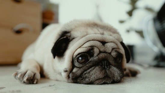 Healthy diets key to preventing diabetes and hypertension in pets, expert says. (Unsplash) Healthy diets key to preventing diabetes and hypertension in pets, expert says. (Unsplash)