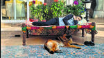 Parvesh Verma rests at his home with his dog. (HT Photo) Parvesh Verma rests at his home with his dog. (HT Photo)