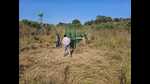 A trapping cage being set up alongside a watch tower in Rehmankheda. (Sourced) A trapping cage being set up alongside a watch tower in Rehmankheda. (Sourced)