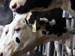 Police apprehended a 27-year-old man and a 16-year-old boy on suspicion of cow slaughter. (Representational Photo/Getty Images via AFP) Police apprehended a 27-year-old man and a 16-year-old boy on suspicion of cow slaughter. (Representational Photo/Getty Images via AFP)