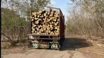 Criticising the state authorities for their unsatisfactory efforts in tracing the missing timber and the individuals behind the large-scale felling, the NGT noted that there was no serious effort to recover the timber from over 900 missing trees or to identify the key culprits behind the felling. (Representational image) Criticising the state authorities for their unsatisfactory efforts in tracing the missing timber and the individuals behind the large-scale felling, the NGT noted that there was no serious effort to recover the timber from over 900 missing trees or to identify the key culprits behind the felling. (Representational image)