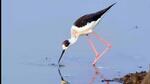 Chilika lake, the largest brackish water lake in India which is spread across the districts of Puri, Khurda and Ganjam in Odisha is an important wetland of the country. (HT File Photo) Chilika lake, the largest brackish water lake in India which is spread across the districts of Puri, Khurda and Ganjam in Odisha is an important wetland of the country. (HT File Photo)