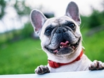Pets express emotions in behaviours that you may find funny or weird.(Pexels) Pets express emotions in behaviours that you may find funny or weird.(Pexels)