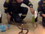 Cobra venom is highly toxic and contains neurotoxins that can cause paralysis.(X/@Crazyclips ) Cobra venom is highly toxic and contains neurotoxins that can cause paralysis.(X/@Crazyclips )